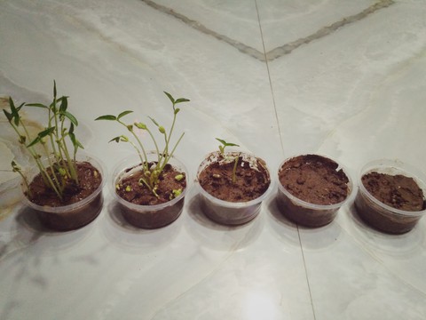 Germination Project Done by Son.