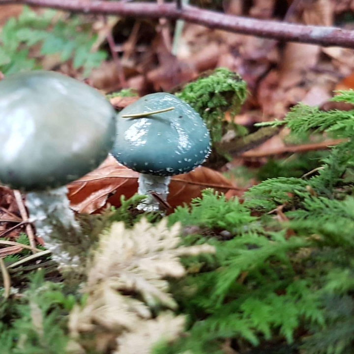 #Mushroom