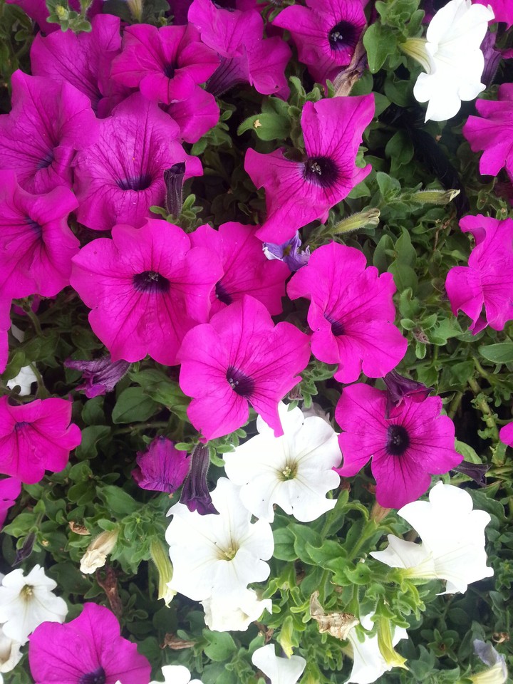 flower