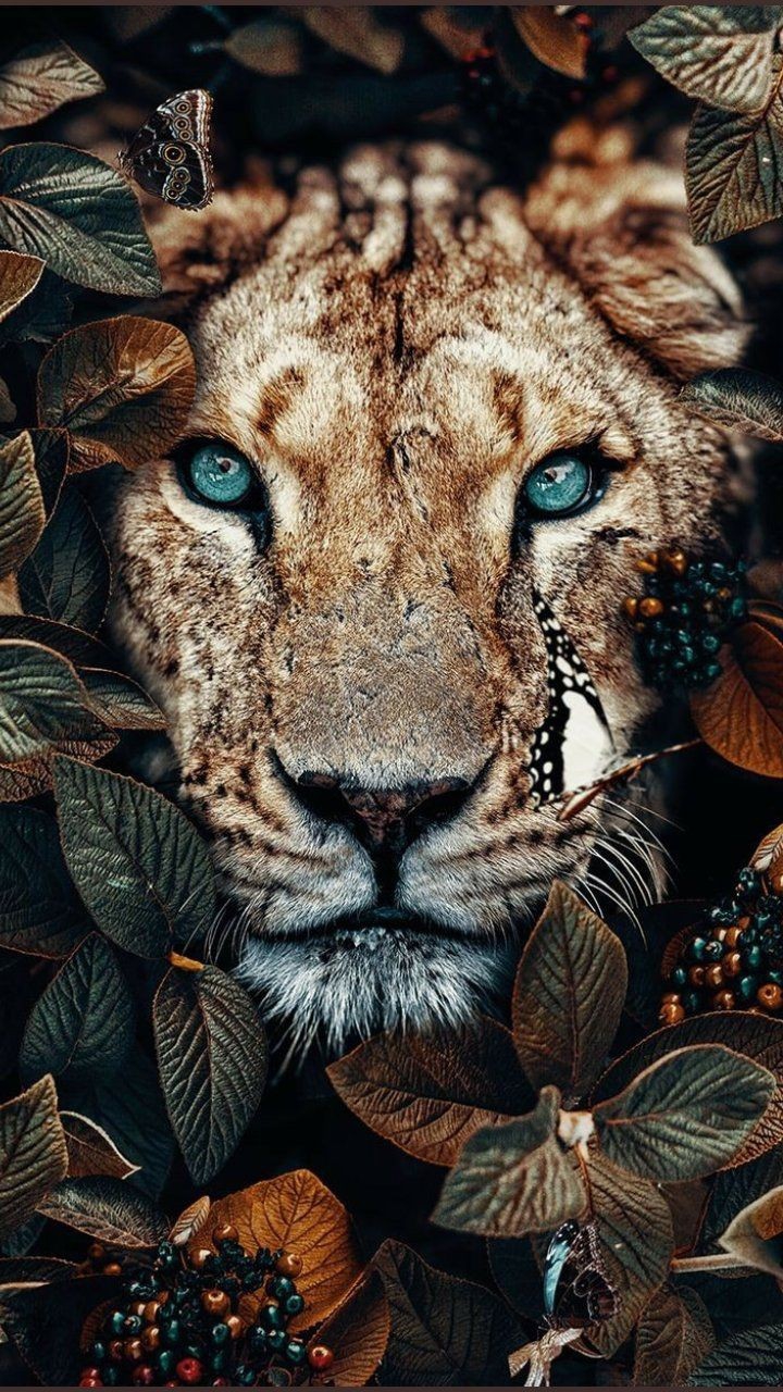 lion