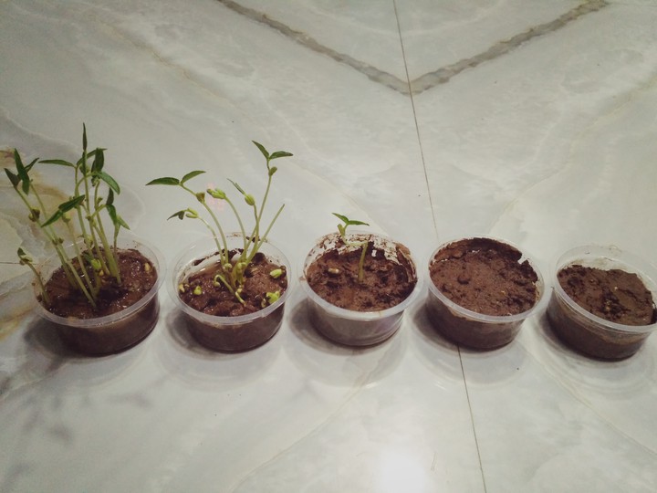 Germination Project Done by Son.