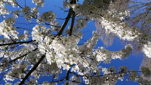 blossems