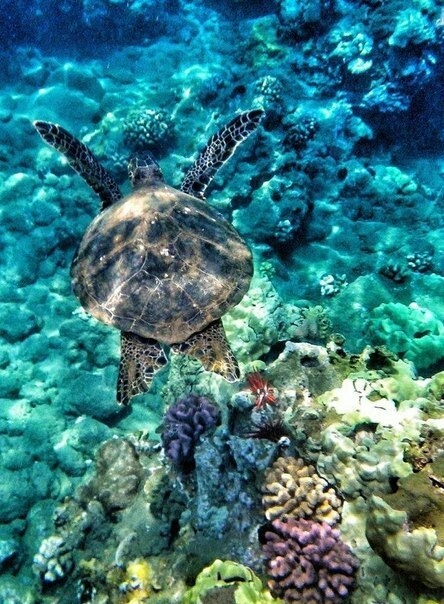 Ocean