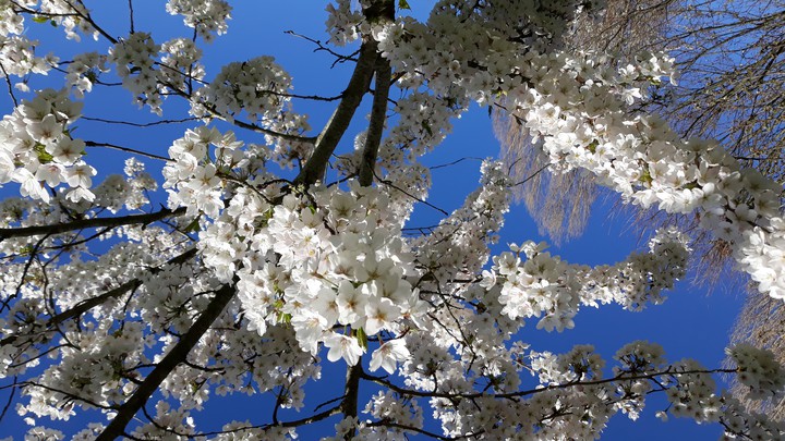 blossems