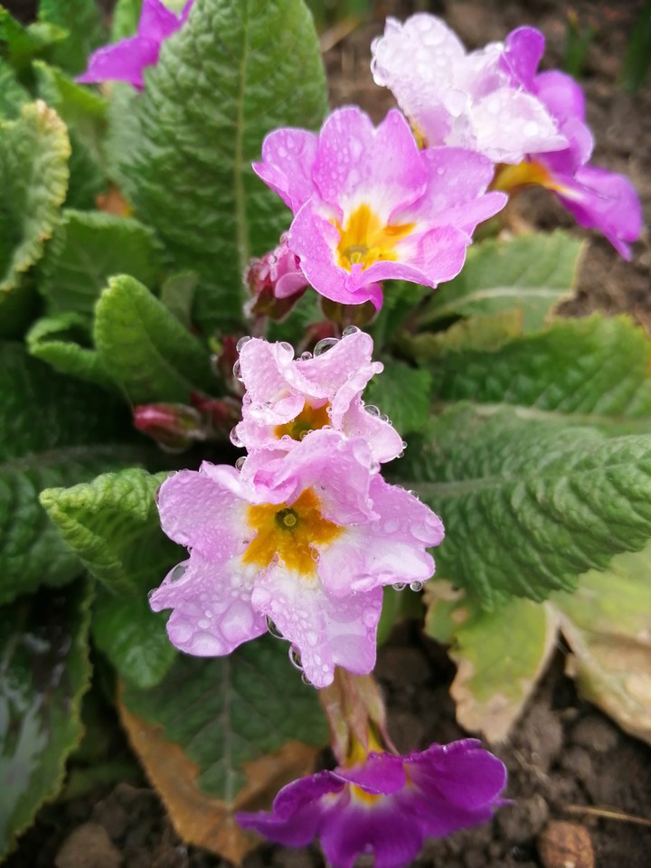 примула