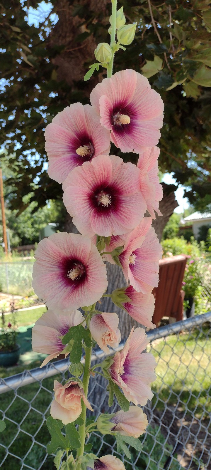 Hollyhock
