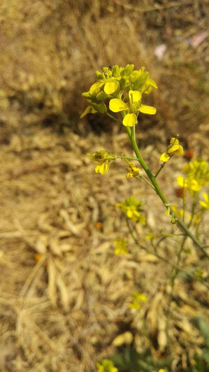 yellow Flower