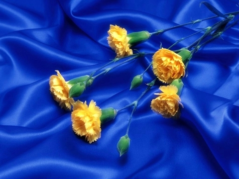 Yellow Carnations on blue satin