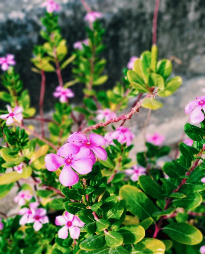 beautiful click for my ocq friends