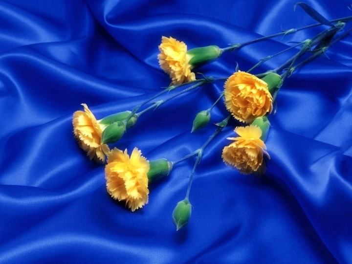 Yellow Carnations on blue satin