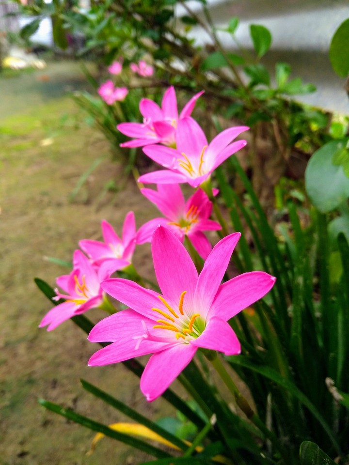just beauty