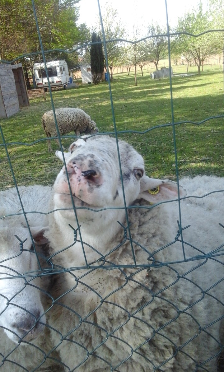 le mouton