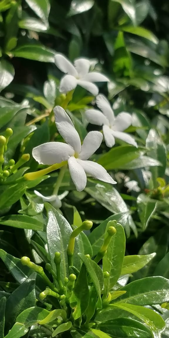 White  flower