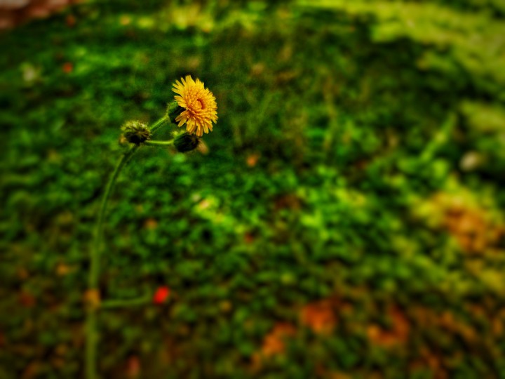 beautiful sunflower