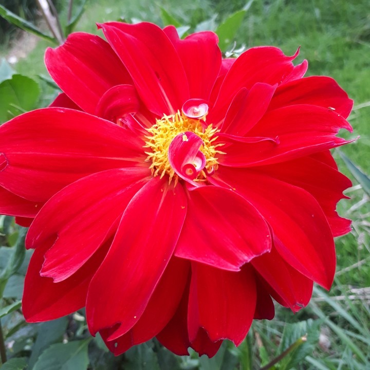 Dalia