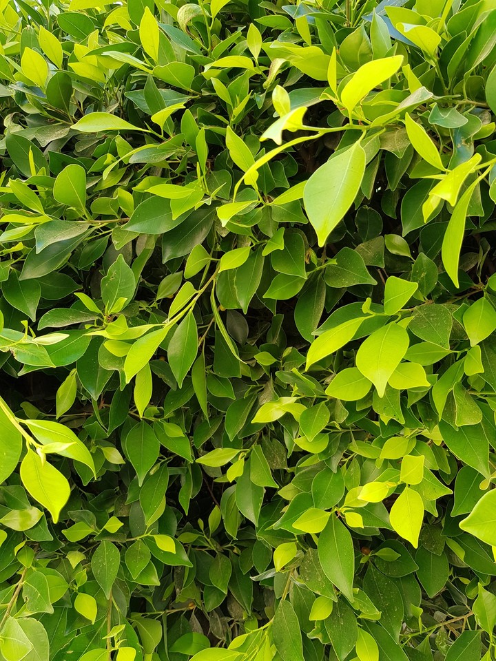 leaves