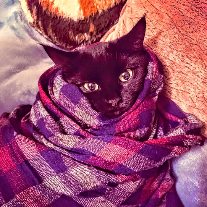 nice cat