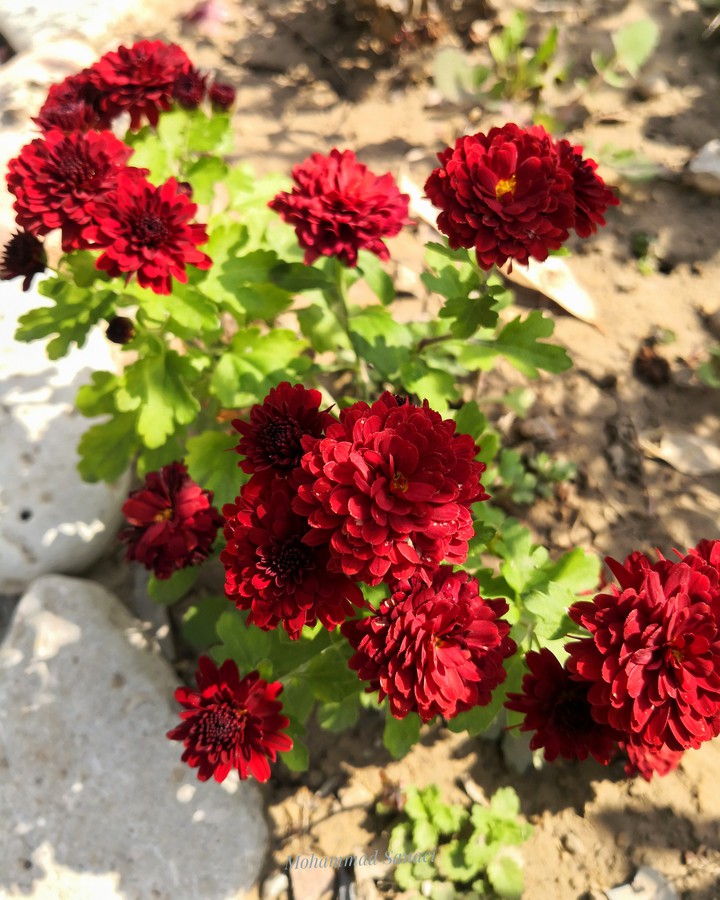 flowers