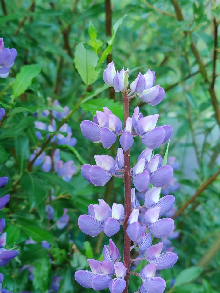 lavender