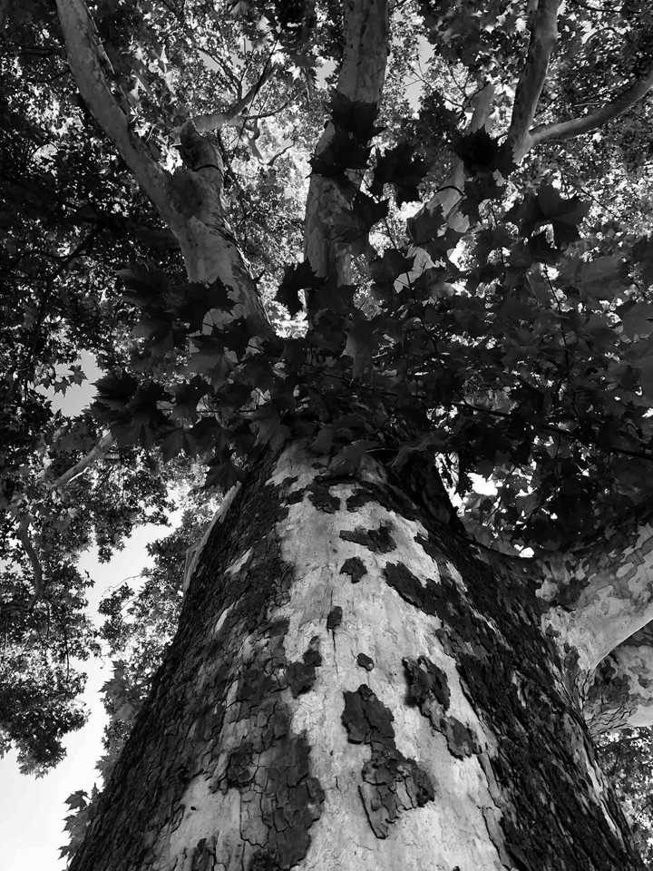 Baum