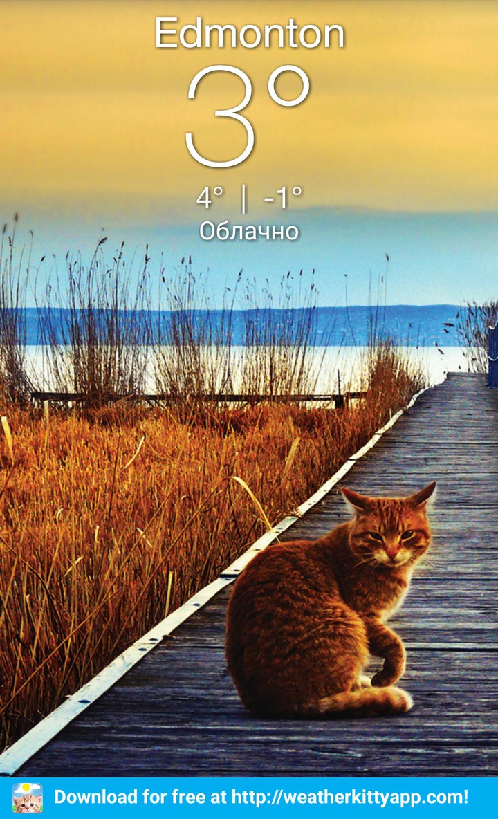 кот