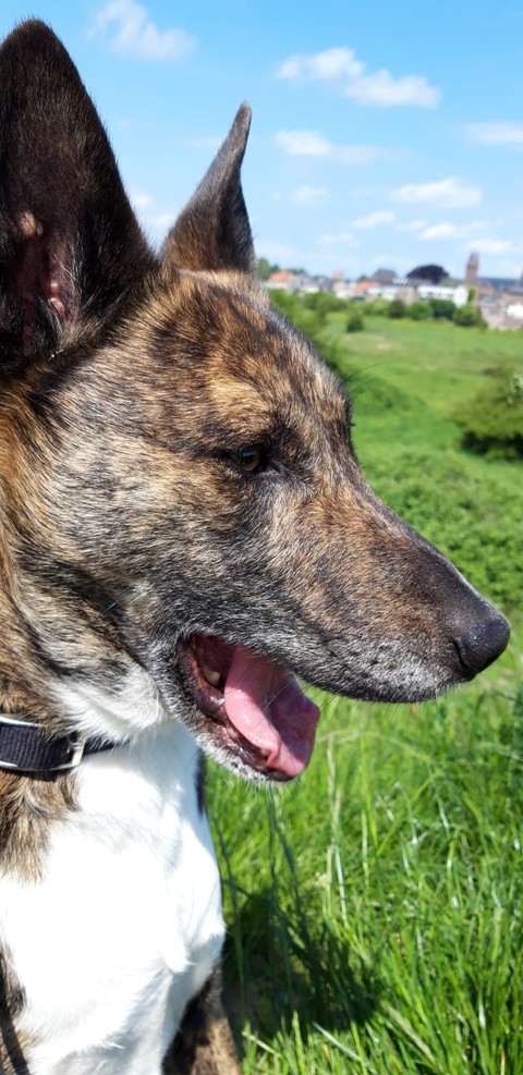 beautiful dog