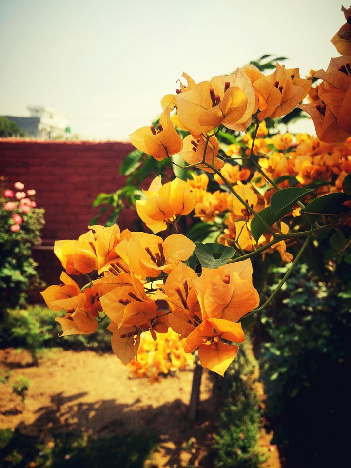 flower