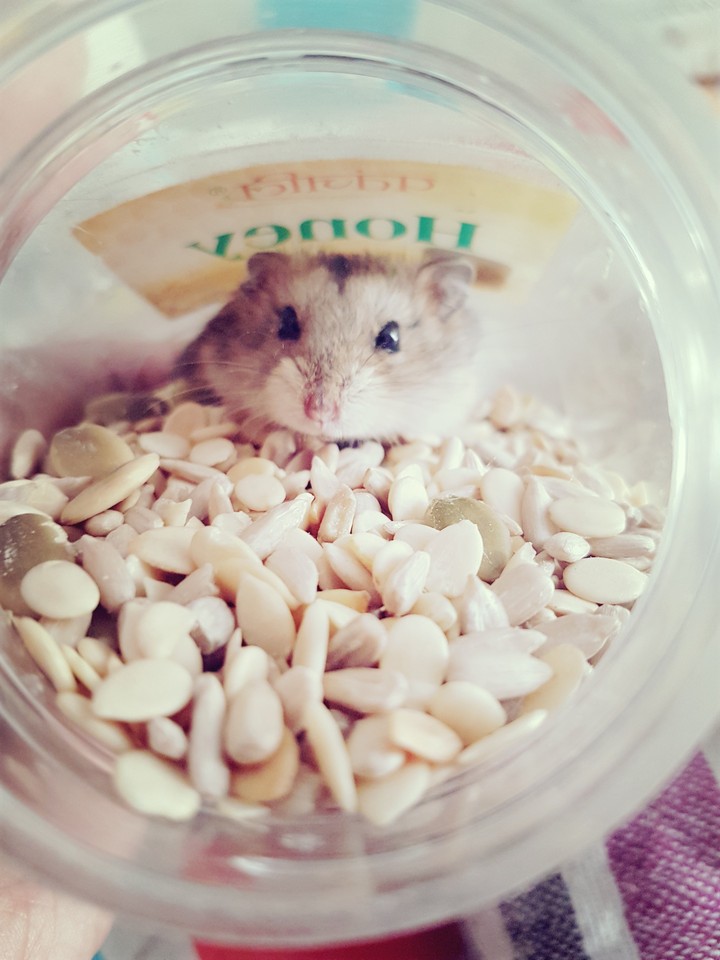 Travelling through the seeds.
