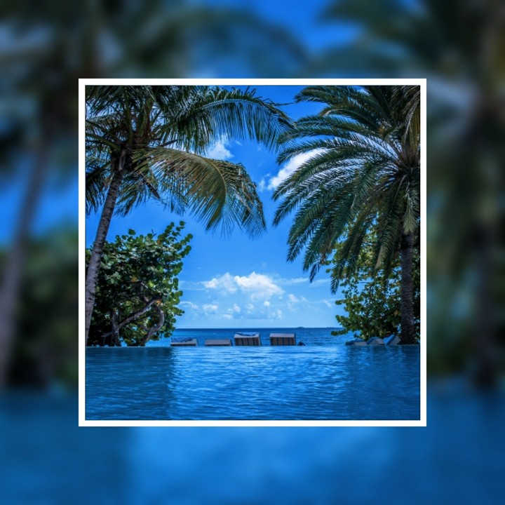 Palm tree photo