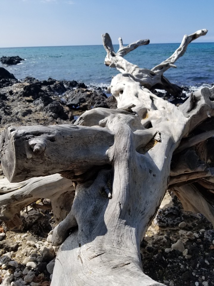 Weathered tree in Hawaii