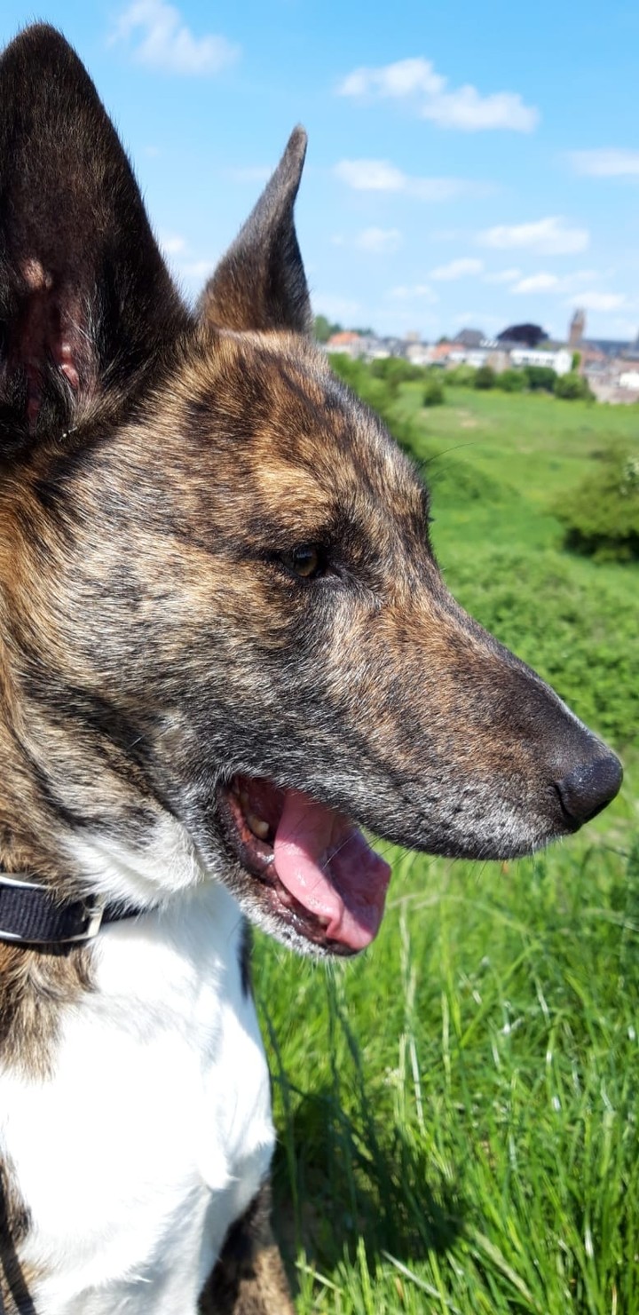 beautiful dog