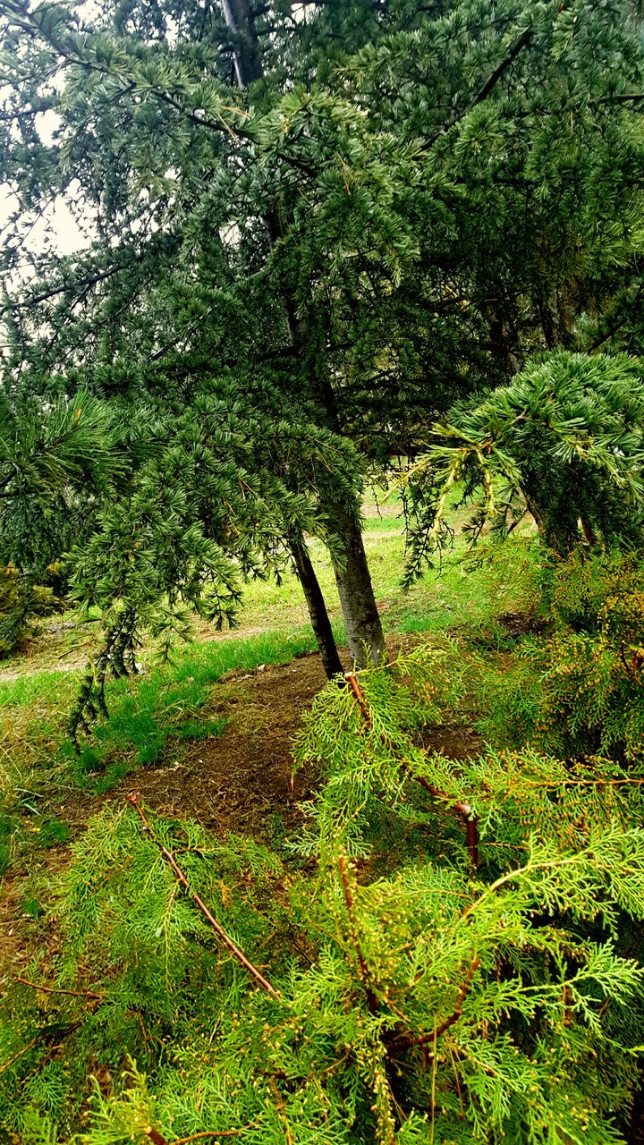 Like forest and güvenlikçi ❤