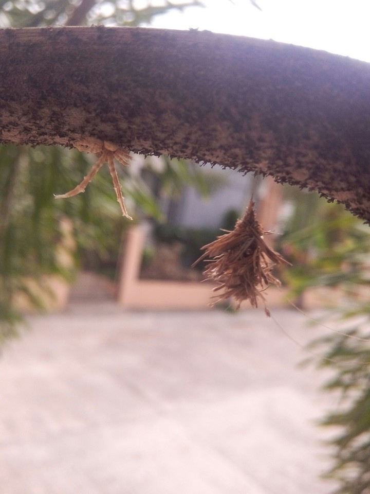 insect world