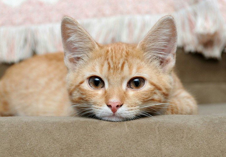 My cat