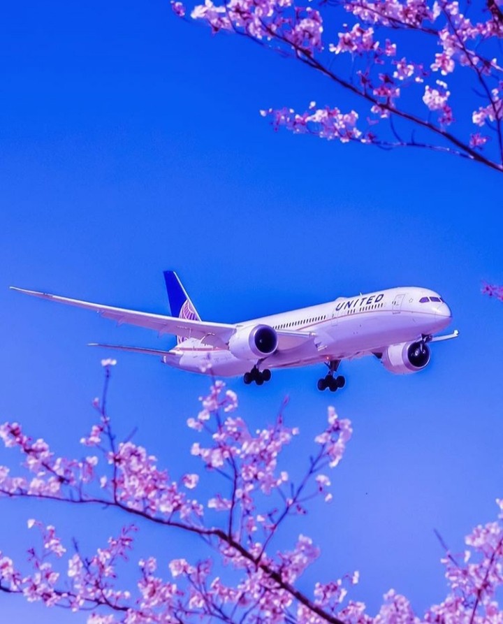 Spring in Japan