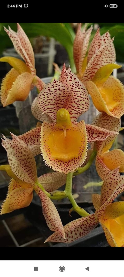 flower, plant duvar kağıtları