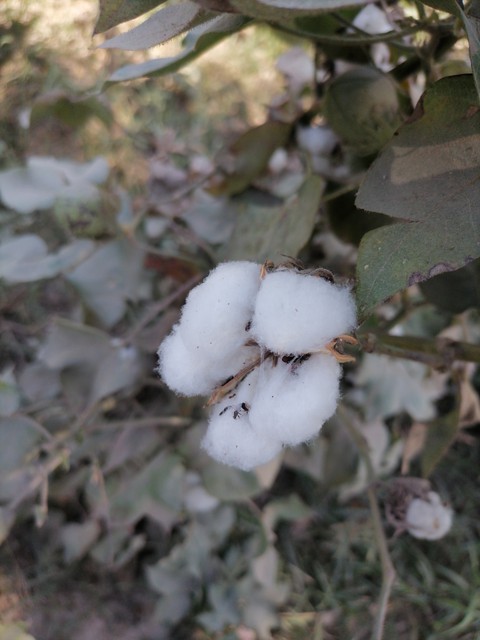 Cotton