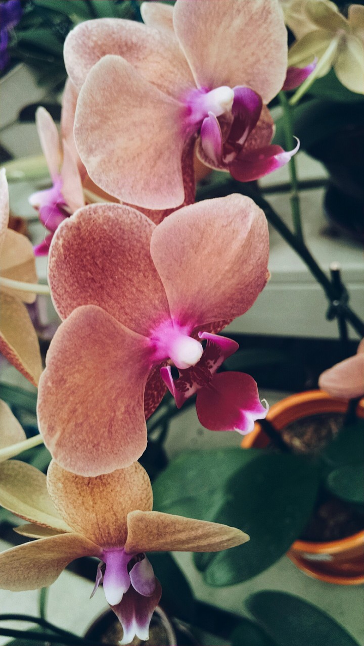Beautiful pink orchids