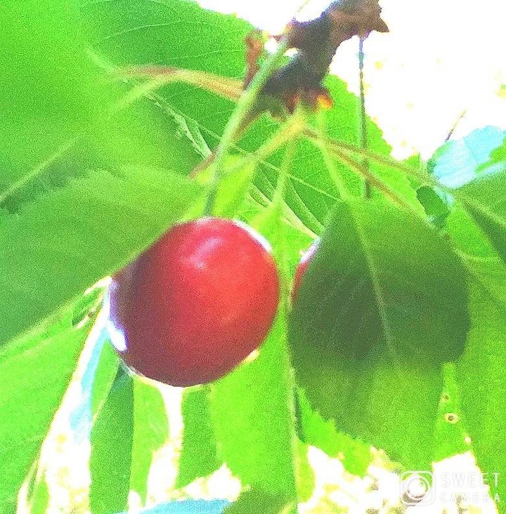 cherry