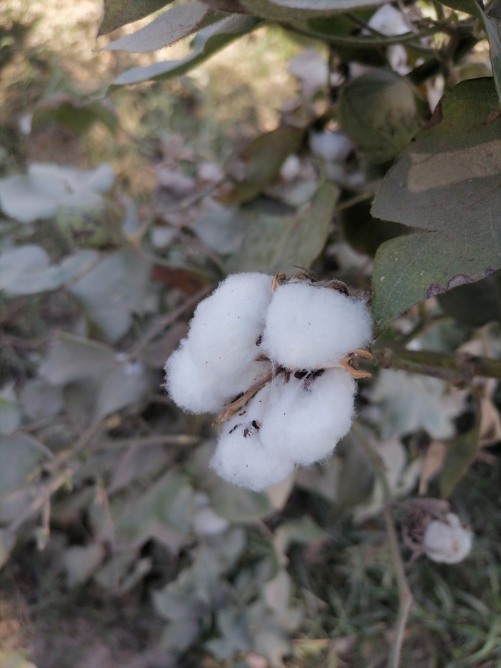 Cotton