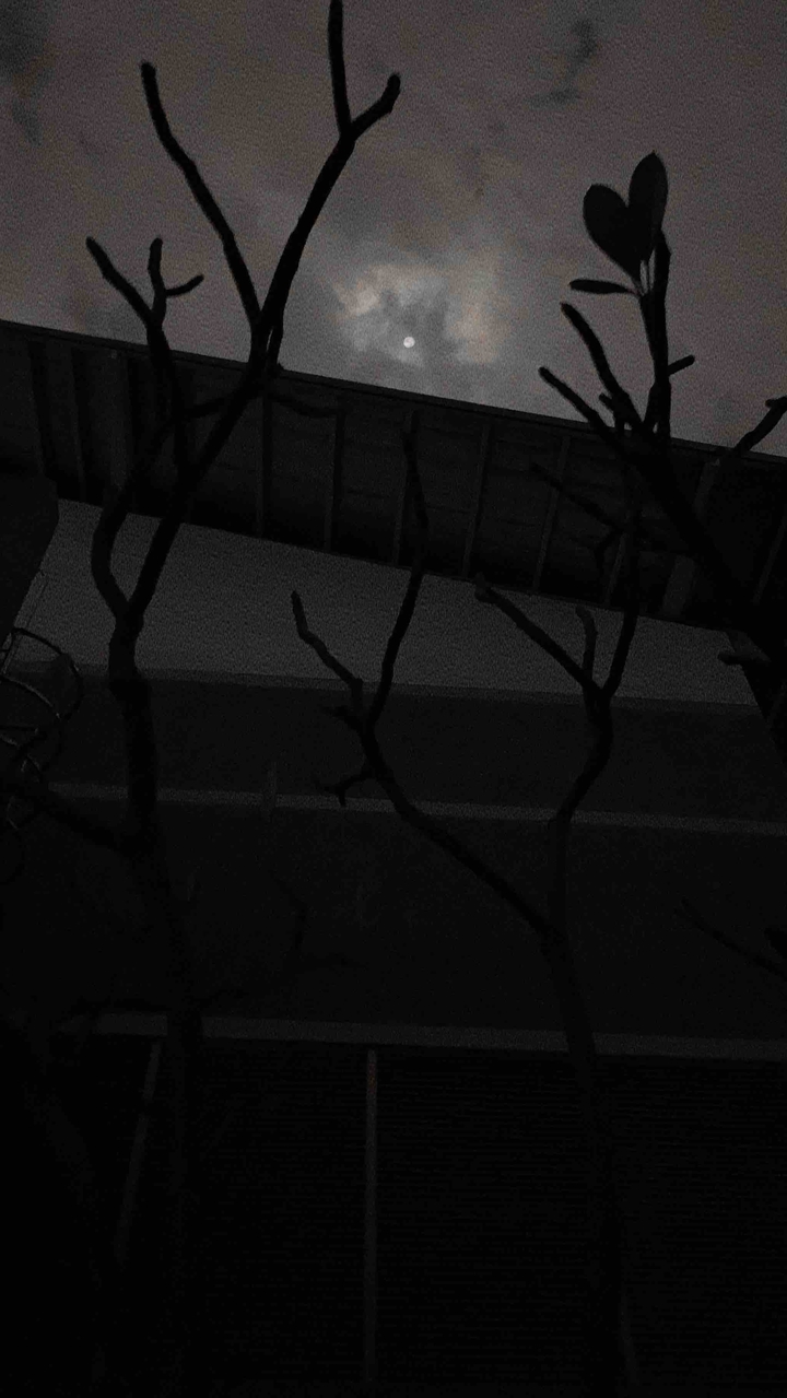 moonlight
