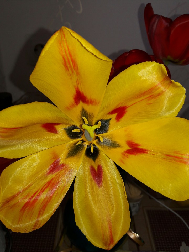 tulip flower