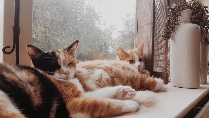 Cats