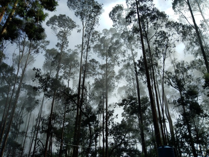 cloudy sky and tree