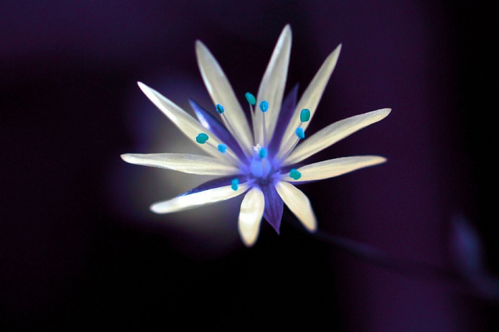 rare flower