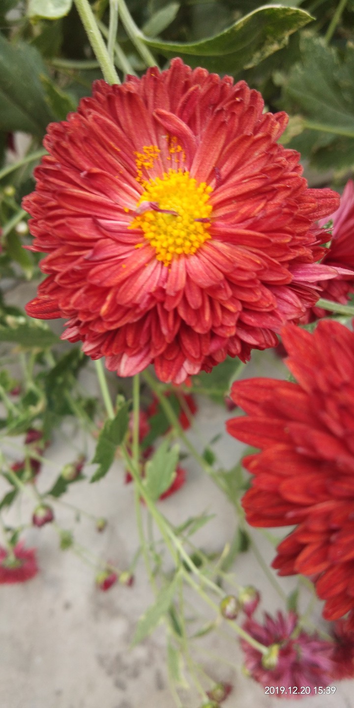 flowers