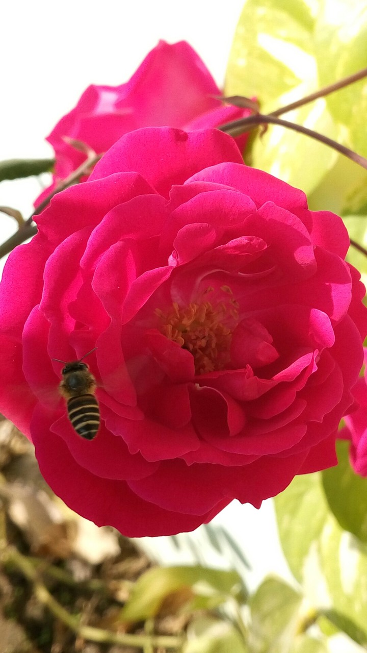 Rose with Honey Bee