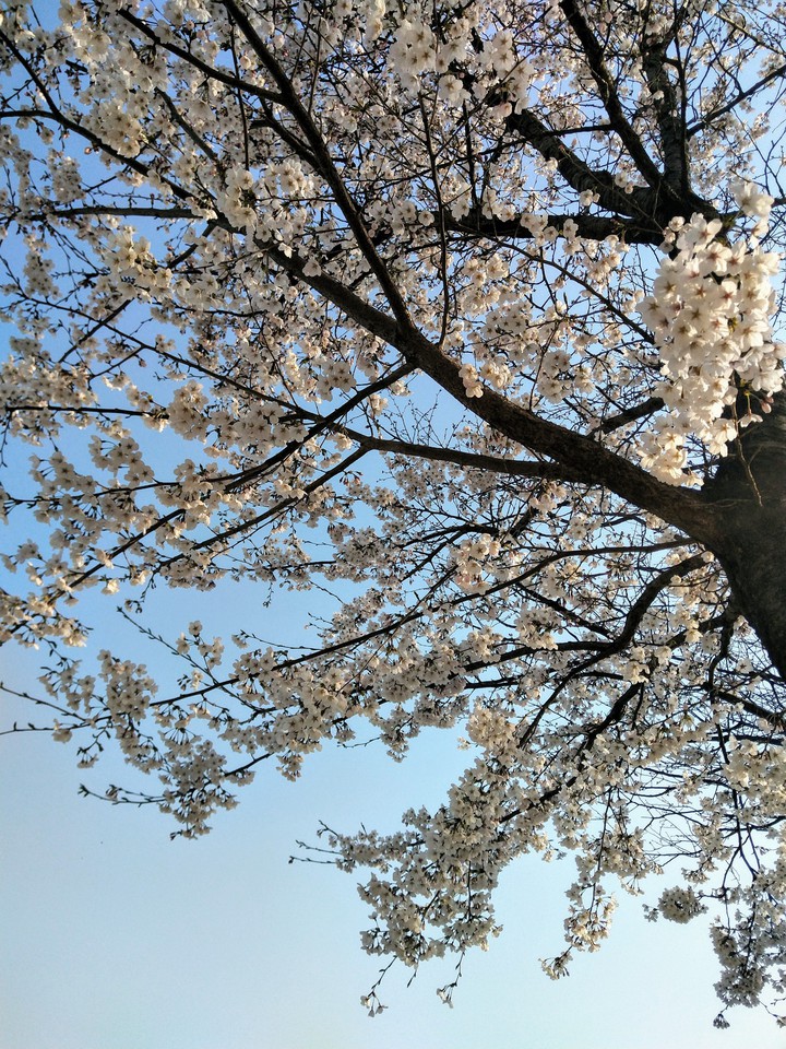 안양천 벚꽃