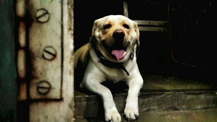 Labrador