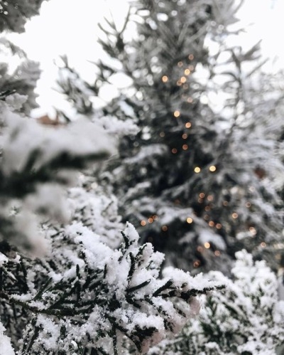Christmas winter ❄